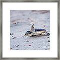 Baby Green Sea Turtle Framed Print