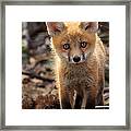 Baby In The Wild Framed Print