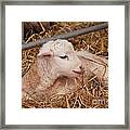Baby Lamb Framed Print