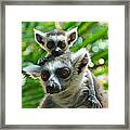 Baby Lemur Views The World Framed Print