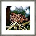 Baby Mourning Dove Framed Print