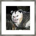 Baby Opossum Framed Print