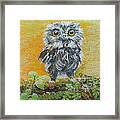 Baby Owl Framed Print