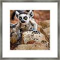 Baby Ringtail Lemur Framed Print