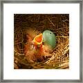 Baby Robins1 Framed Print