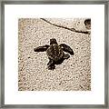 Baby Sea Turtle Framed Print