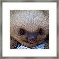 Baby Sloth Framed Print