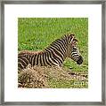 Baby Zebra Resting Framed Print