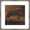 Appaloosa Horse In Golden Sunset Framed Print
