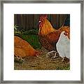 Back Yard Flock Framed Print