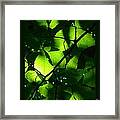 Backlit Green Leaves Framed Print