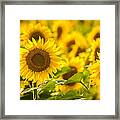 Backlit Sunflower Framed Print