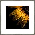 Backyard Flowers 28 Sunflower Framed Print