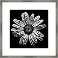 Backyard Flowers In Black And White 16 After The Storm Framed Print