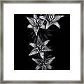 Backyard Flowers In Black And White 7 After The Storm Framed Print