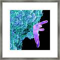 Bacteria Infecting A Macrophage Framed Print