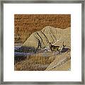 Badlands Buck Framed Print