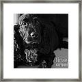 Bailey I Framed Print