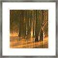 Bald Cypress Swamp Calcasieu River Framed Print