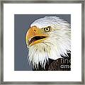 Bald Eagle 2 Framed Print