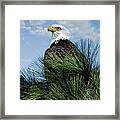 Bald Eagle Close-up Framed Print