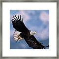Bald Eagle Flying, Kachemak Bay Framed Print