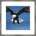 Bald Eagle Flying Kenai Peninsula Alaska Framed Print