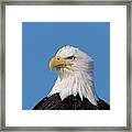 Bald Eagle In Alaska Framed Print