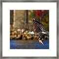 Bald Eagle In Flight Over Water Carrying A Fish Framed Print