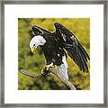 Bald Eagle In Perch Wildlife Rescue Framed Print