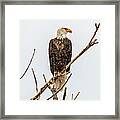 Bald Eagle On A Branch Framed Print