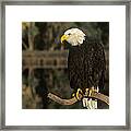 Bald Eagle On Dead Snag Wildlife Rescue Framed Print