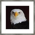 Bald Eagle Portrait Framed Print