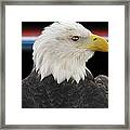 Bald Eagle Framed Print