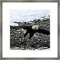 Bald Eagle Taking Off From River Framed Print
