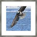 Bald Eagle Turn Framed Print