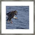 Bald Eagle With A Fish Framed Print