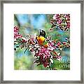 Balitmore Oriole And Apple Blossoms Framed Print