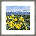 Balsamroot Sunflower Patch Grand Teton Framed Print