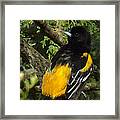 Baltimore Oriole Heres Looking Atcha Framed Print