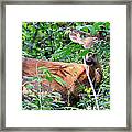 Bambi Framed Print