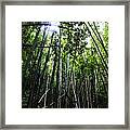 Bamboo Anyone Framed Print