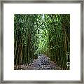 Bamboo Forest Trail Hana Maui Framed Print