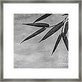 Bamboo - Gray Framed Print