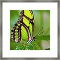 Bamboo Page Butterfly Philaethria Dido Framed Print