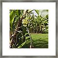 Banana Tree Framed Print