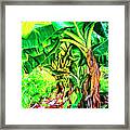 Bananas In Lahaina Maui Framed Print