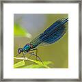 Banded Demoiselle Damselfy Male Framed Print