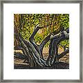 Banyan Tree Maui Framed Print