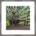 Banyan Tree Of Life Framed Print